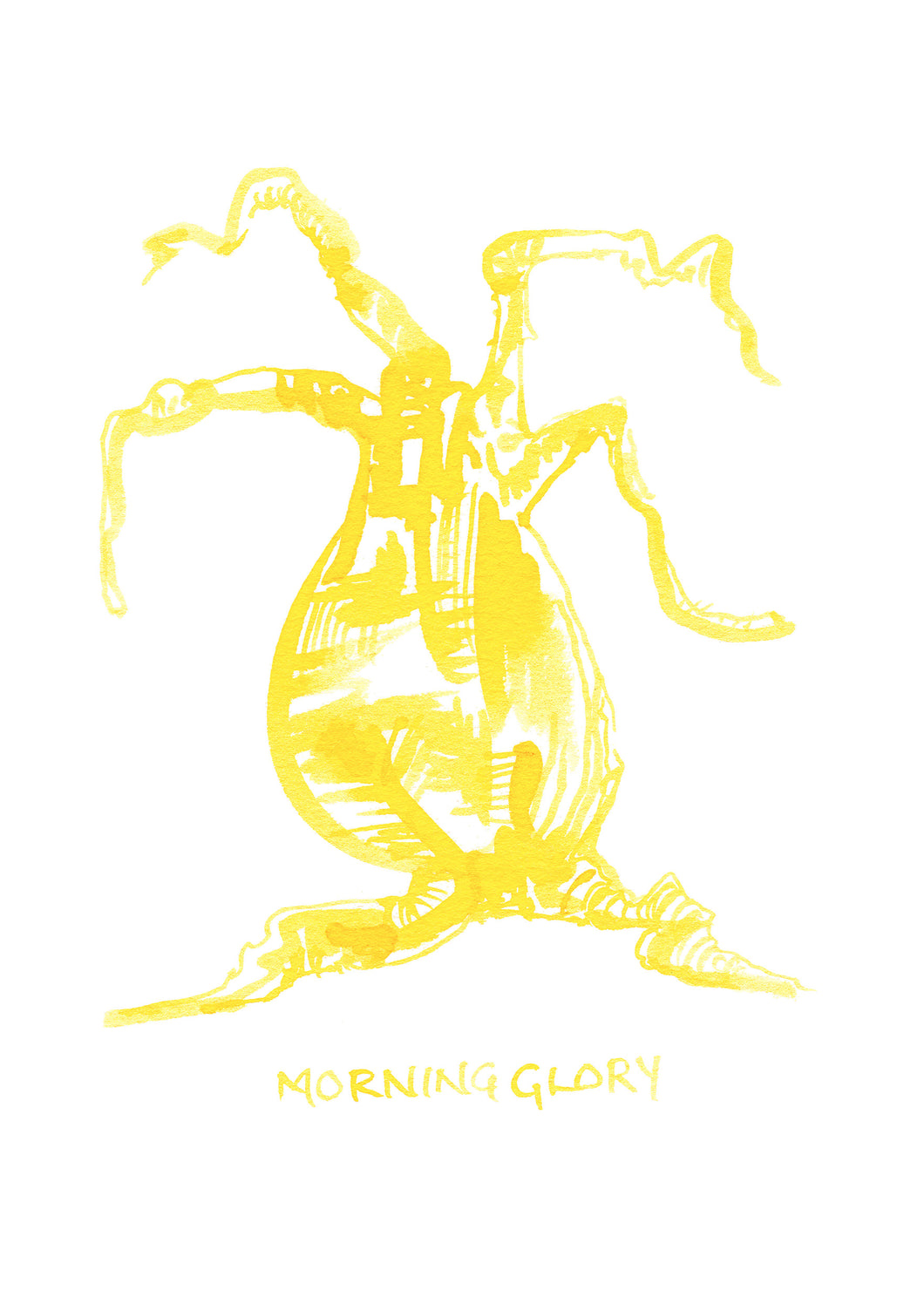56. Morning glory